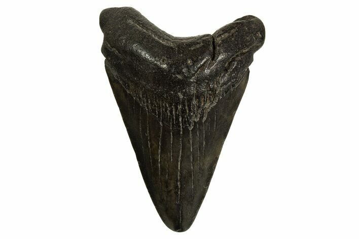 Juvenile Megalodon Tooth - South Carolina #310095